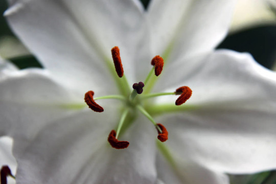 白色的百合花