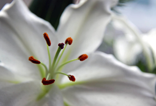 白色的百合花