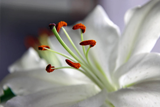 白色的百合花
