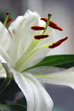白色的百合花
