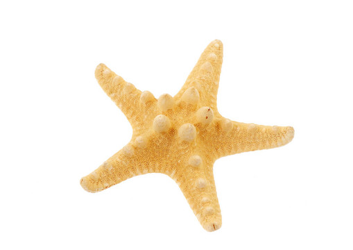 白色的海星