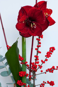 朱頂紅