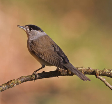 黑；Sylvia atricapilla