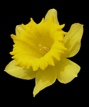水仙花特寫