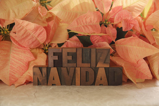 一品紅Feliz Navidad