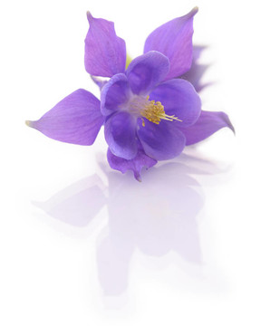 風鈴花白色隔離