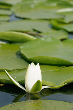 夏日的水百合花