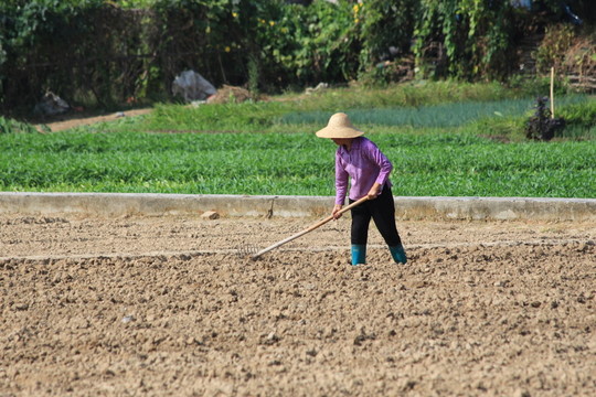 菜地勞動(dòng)