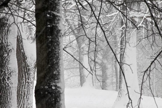 福雷斯特下的雪