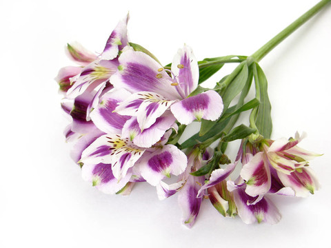 白色和紫色alstroemerias