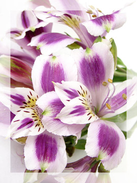 白色和紫色alstroemerias