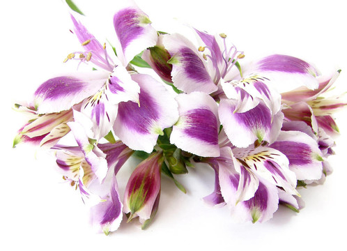 白色和紫色alstroemerias