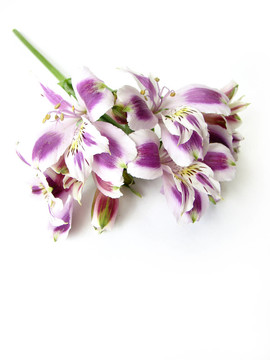 白色和紫色alstroemerias