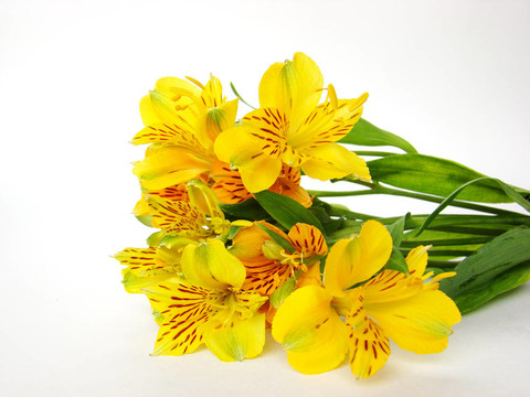黃色的小百合花