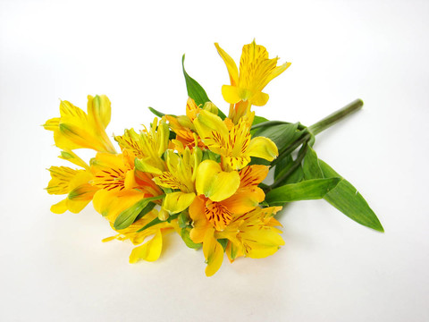 黃色的小百合花