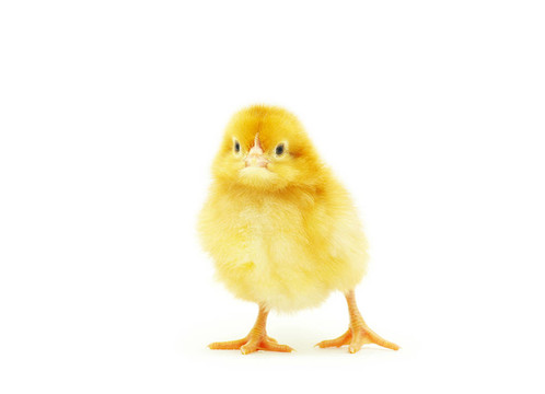 小雞