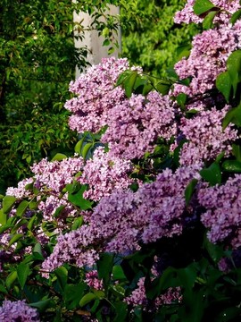 丁香花.