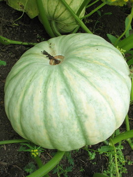 pampkin