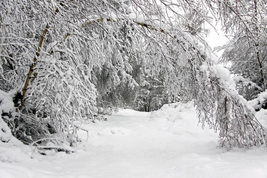 大雪中树木和森林的冬季景观