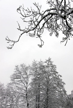 大雪中的树木冬季景观