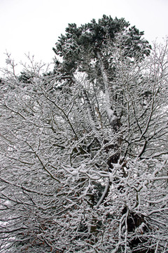 大雪中的树木和森林