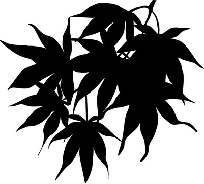 藝術(shù)illiustrator