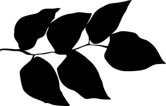 藝術(shù)illiustrator