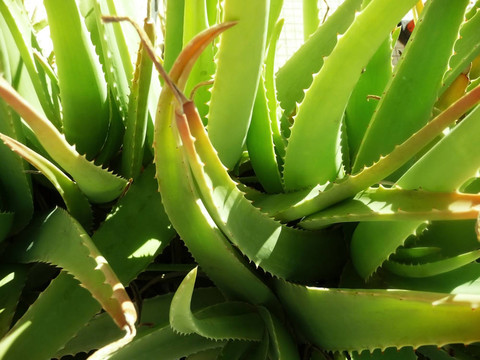 關(guān)閉Aloe Vera Plant