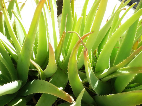 關(guān)閉Aloe Vera Plant