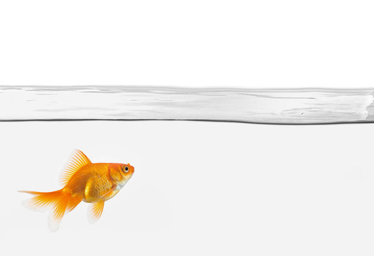 單金魚在水中分離