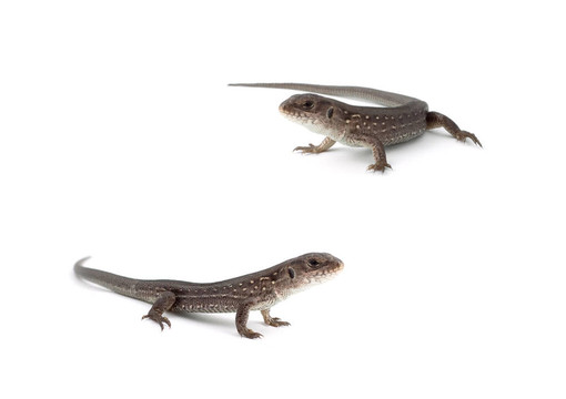 llizards