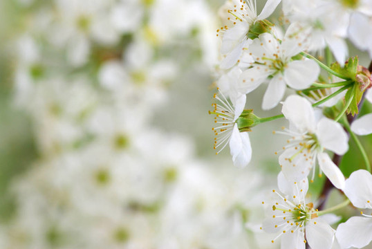 春暖花開(kāi)