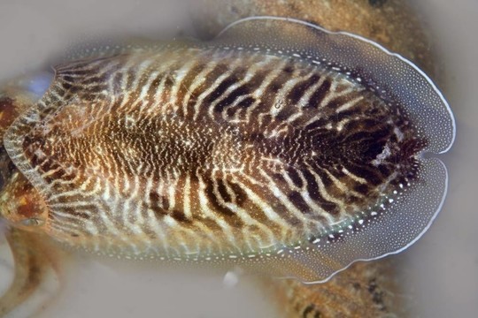 Mediterranean魷魚墨魚生