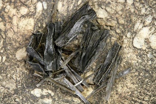 海帶紫菜海藻食品