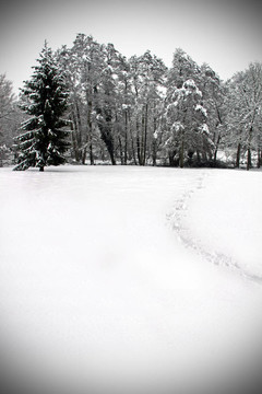 冬季森林樹(shù)木和雪現(xiàn)場(chǎng)