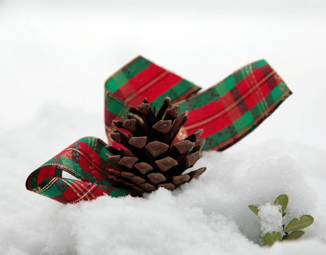 雪中的Pinecone