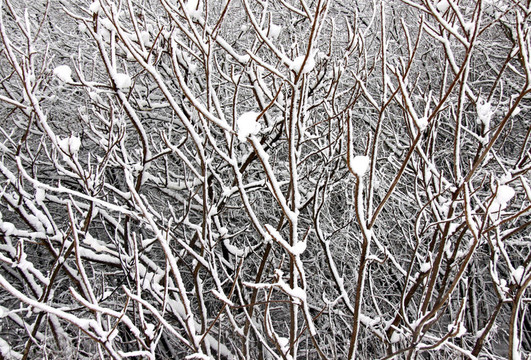 大雪下一棵樹的寒地景觀