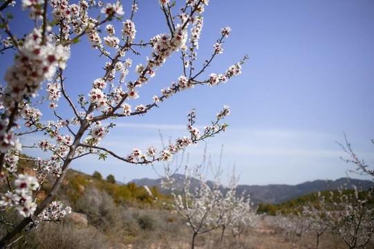 杏樹花田粉紅白花