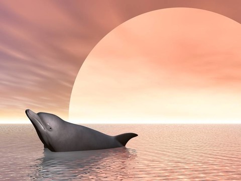 海豚