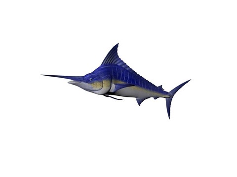 藍(lán)槍魚(yú)