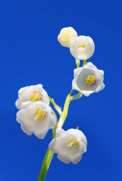山谷的百合花