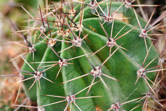 荊棘桶仙人掌植物部分