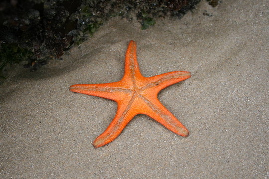 海星