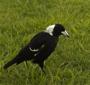 喜鵲黑背鐘鵲的澳大利亞本土的鳥
