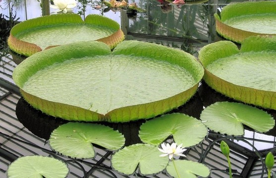 巨大的睡蓮
