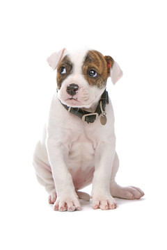 美國斗牛犬