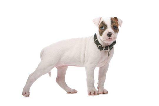 美國斗牛犬
