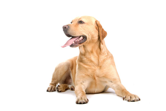 金毛獵犬