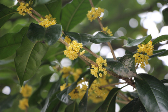 桂花