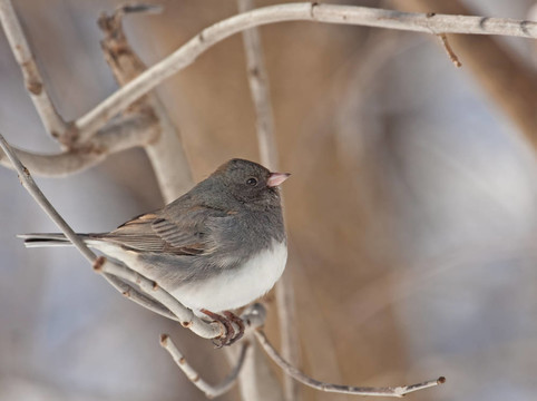 燈芯草雀；Junco hyemalis
